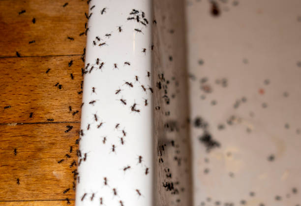 De Motte, IN Pest Control Company