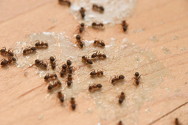 Best Ant Control Services  in De Motte, IN